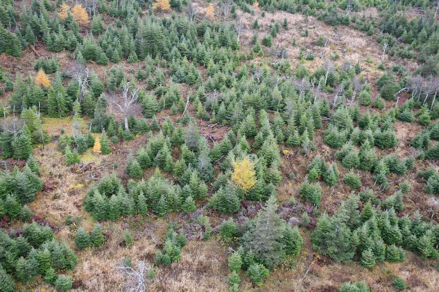 Des dizaines de jeunes sapins en bonne santé poussent sur une pente herbeuse.
