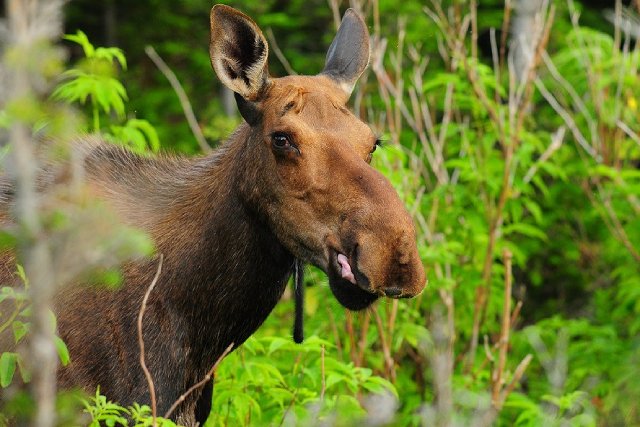 A moose looks out of a patch of shrubs while licking its lips.