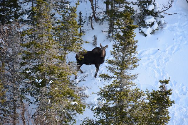 Orignal dans la forêt de Gros-Morne