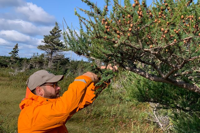 A Parks Canada employee in an orange coat collects cones from a tree branch.