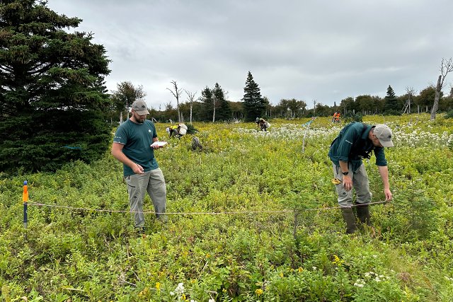 Two Parks Canada employees survey seedlings in a meadow as tree planters work in the background.