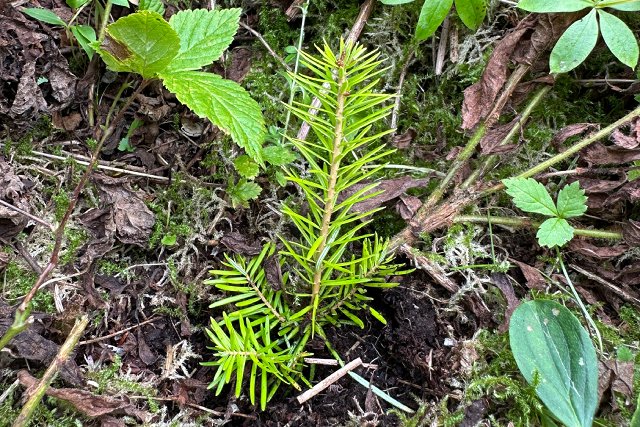 A tree seedling planted in the ground.