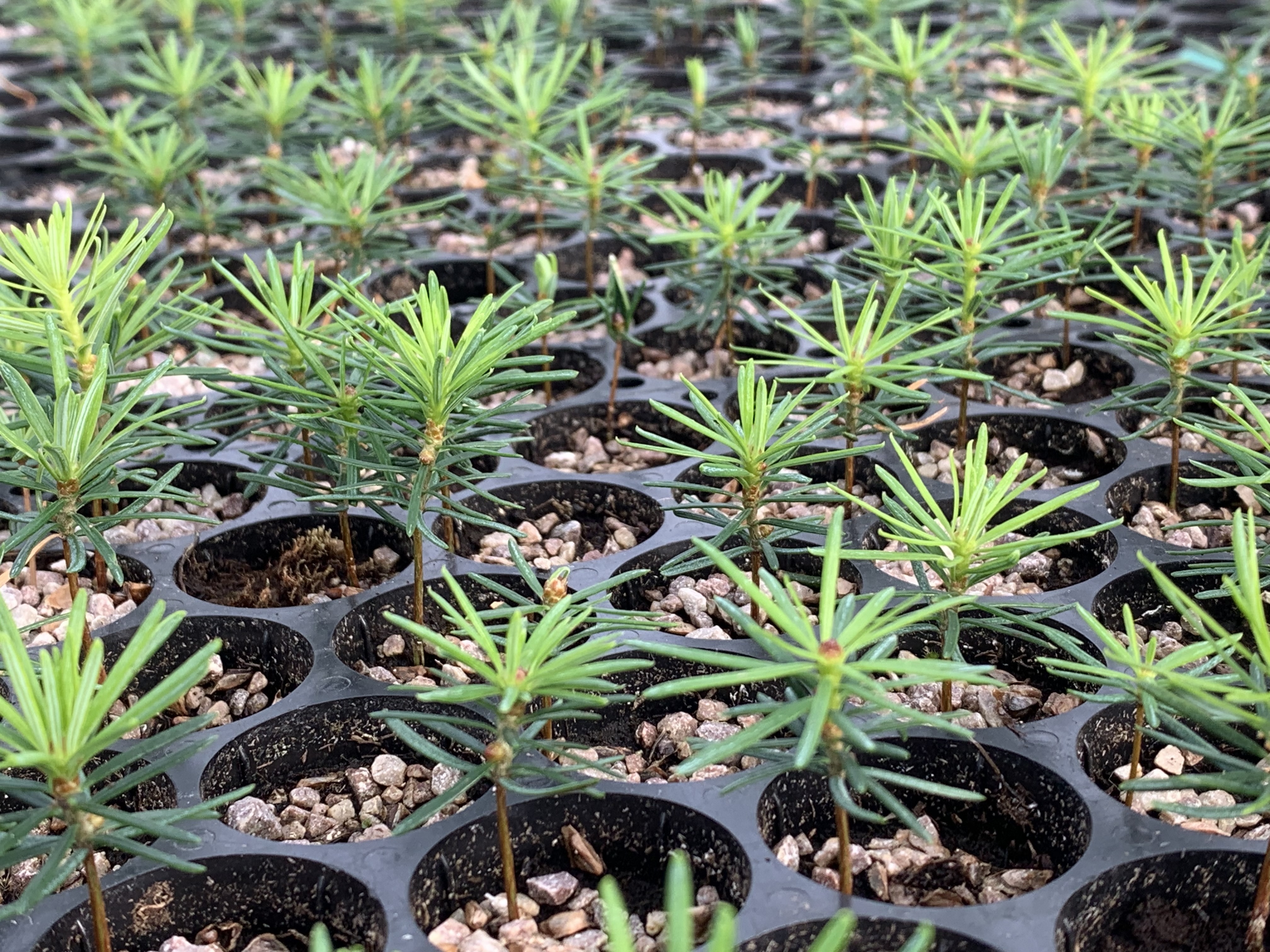 Plantation d’arbres et restauration forestière à Gros-Morne