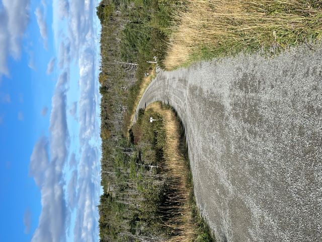 A wide, gently sloping trail winds through a forest.