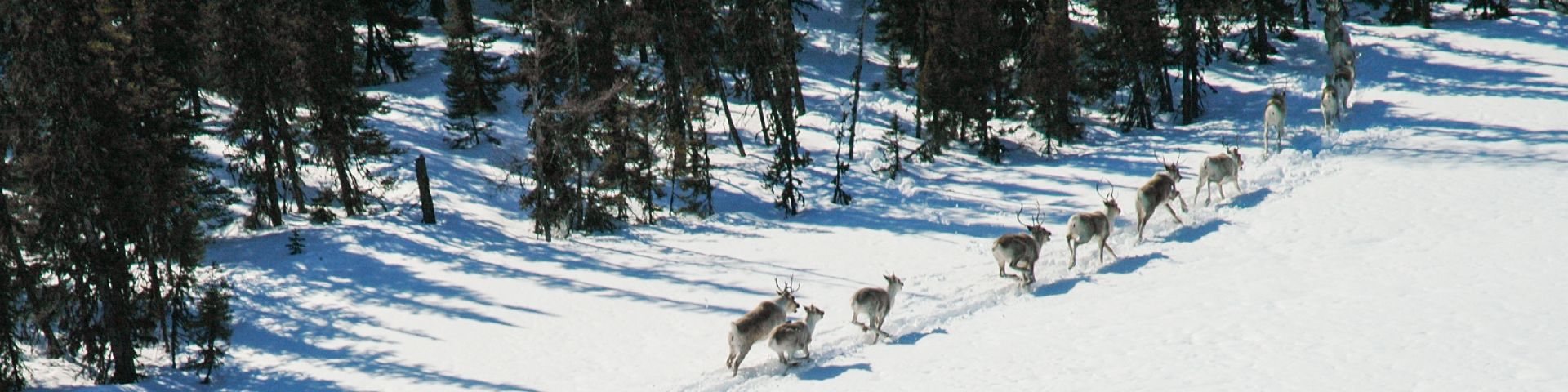 Un groupe de caribous court dans la neige dans la réserve de parc national Akami-Uapishkᵁ-KakKasuak-Mealy Mountains