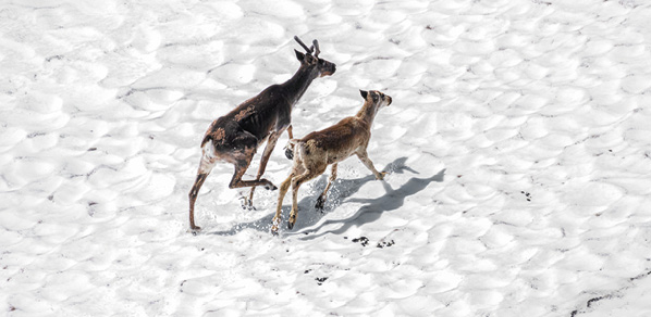 Deux caribous courant dans un paysage enneigé