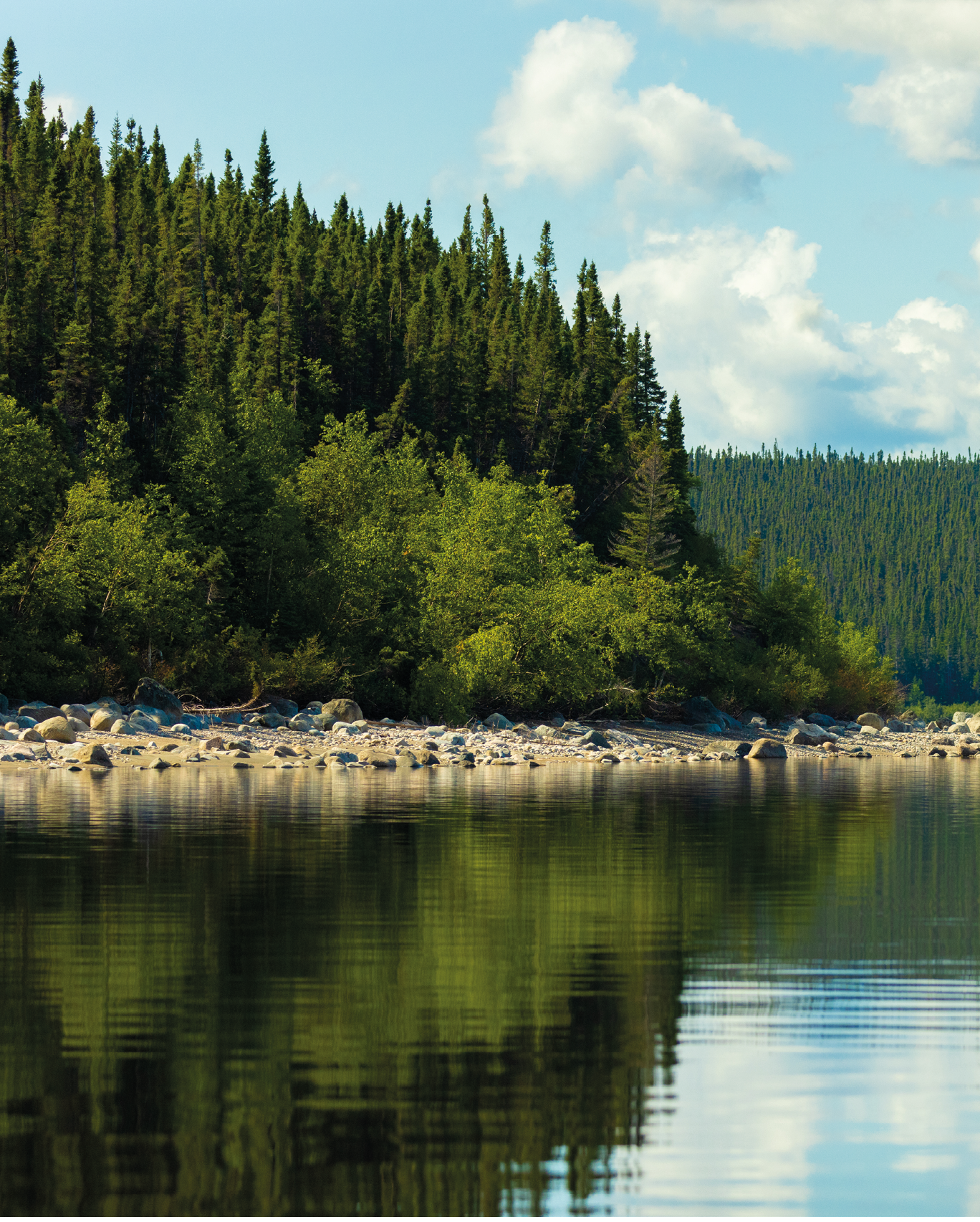 Littoral avec des arbres et le ciel en arrière-plan.