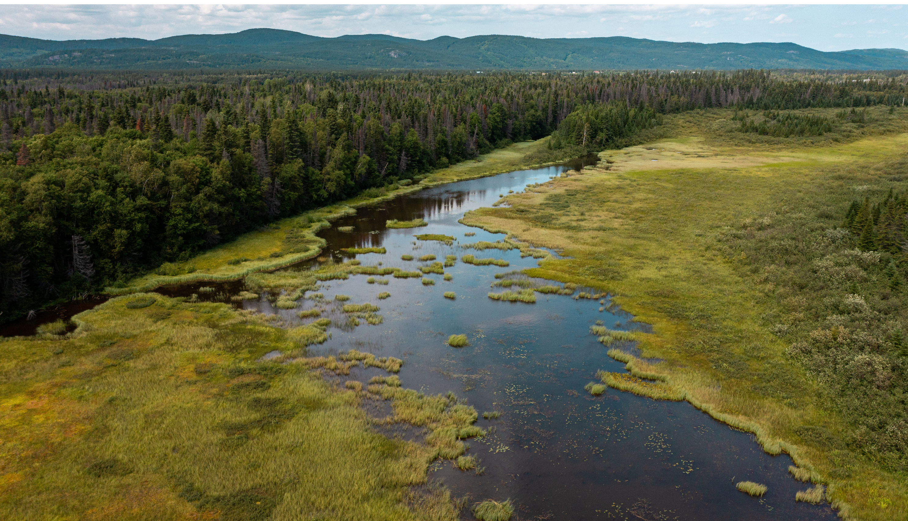 paysage avec de l'eau et des arbres