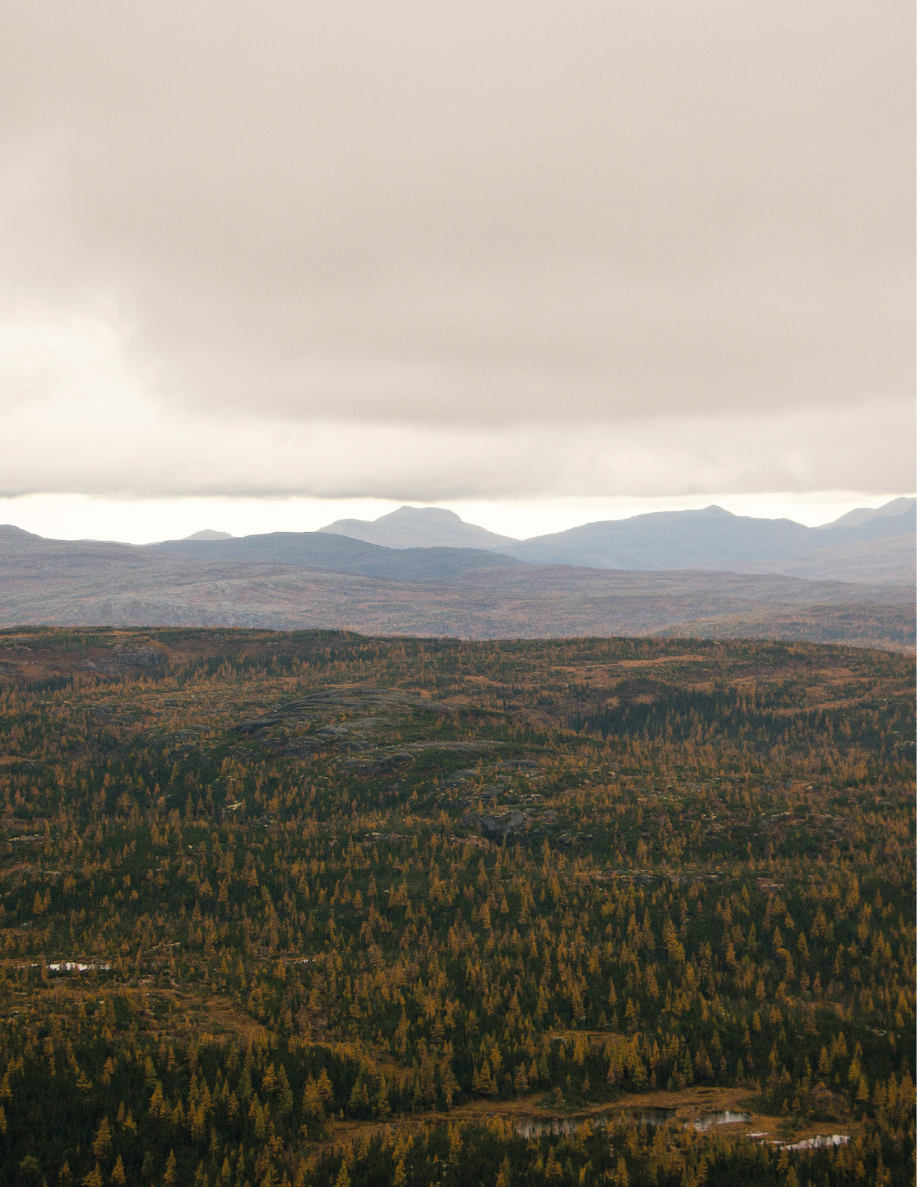 Vue d'une zone boisée.
