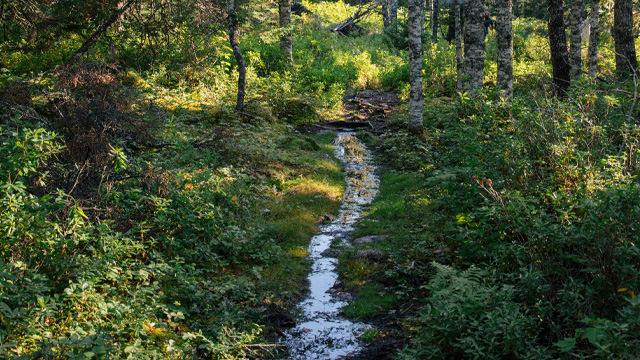 a small stream flowing through a green forest