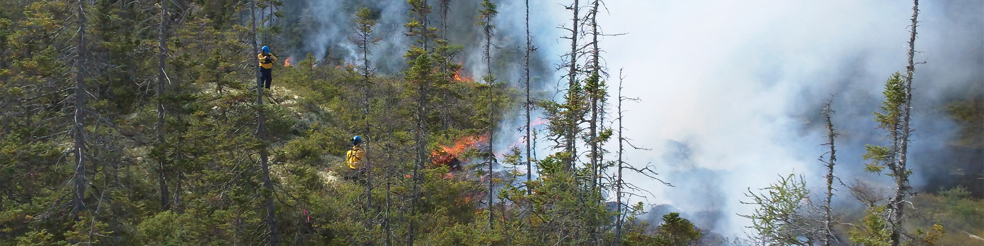 Une zone d'arbres brûlés