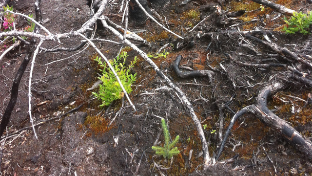 A green tree seedling growing from burned soil