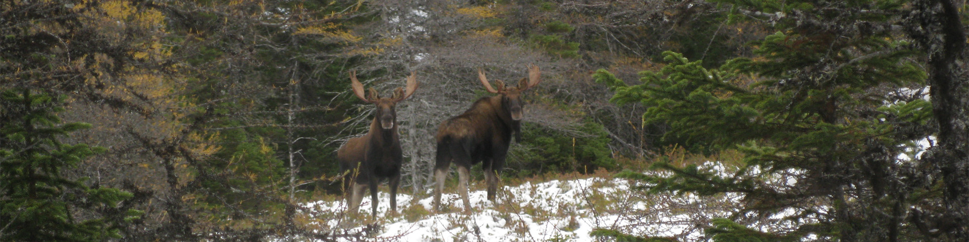 deux orignaux debout dans une forêt enneigée