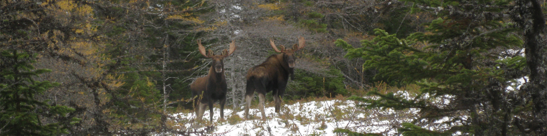 two moose standing in a snowy forest