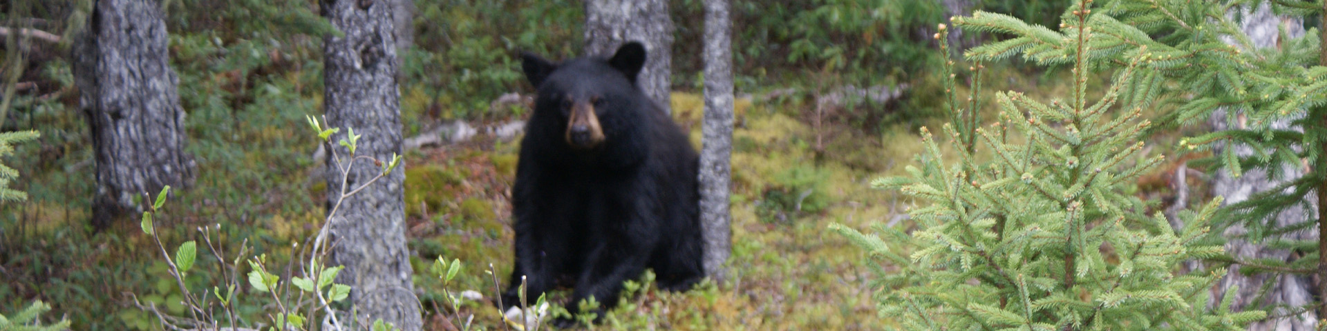 un ours