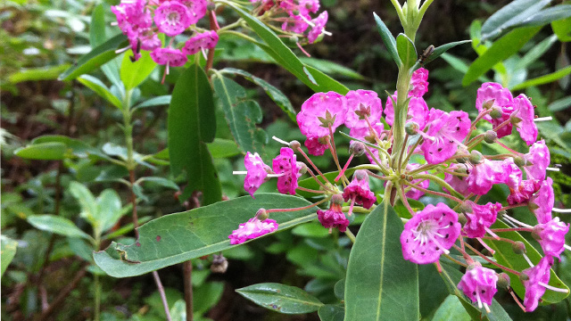 Close-up of a plant with pink flowers