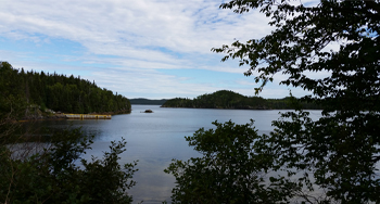 view of the ocean with trees in the foreground