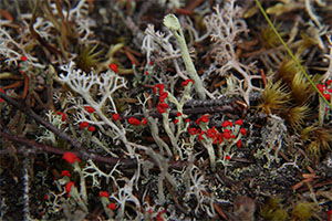 a close-up of various different kinds of lichen