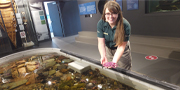 a Parks Canada employee holds a starfish over a marine water tank