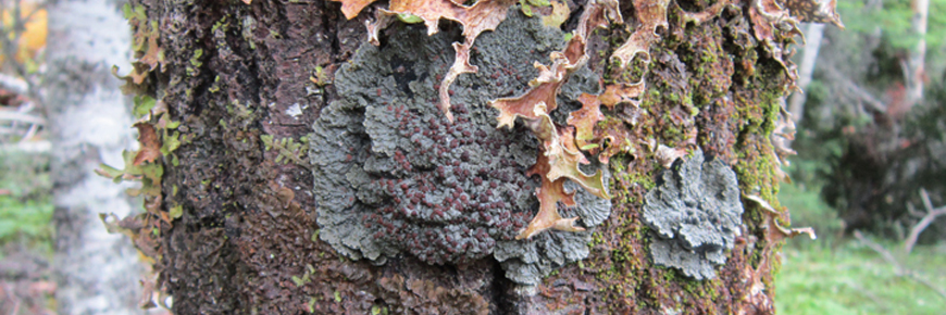 Blue Felt Lichen