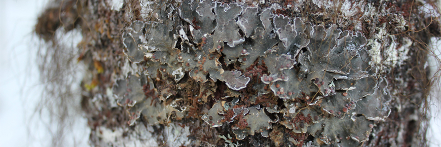 close-up of boreal felt lichen