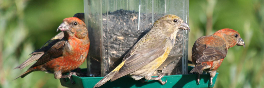 Bec-croisé des sapins à une mangeoire à oiseaux