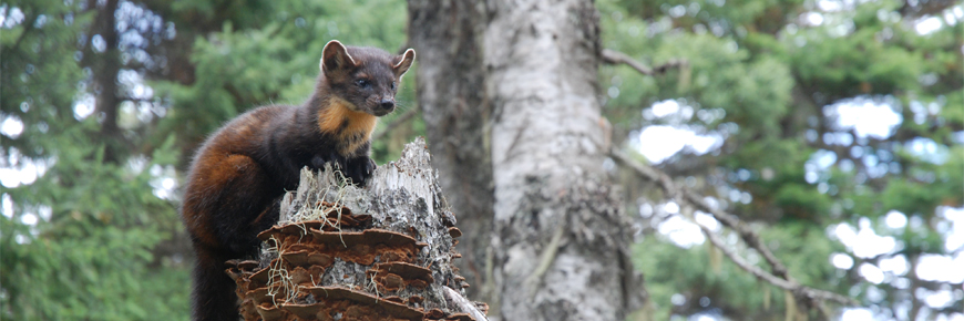 a Newfoundland Marten on a dead tree