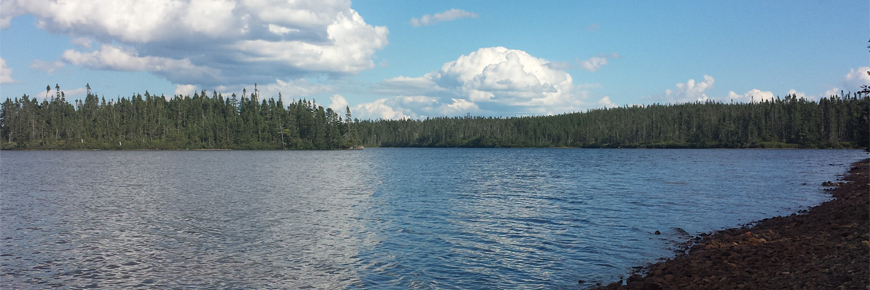 view of a pond with trees in the background