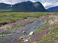 River beauty beside  Kangalaksiorvik Lake