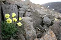 Arctic poppy in bloom