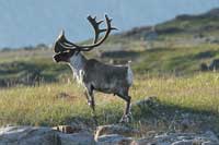 Caribou