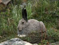 Arctic Hare