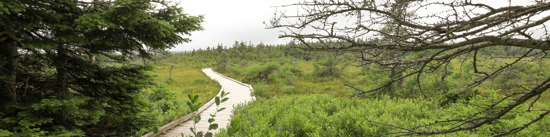 Bog Trail