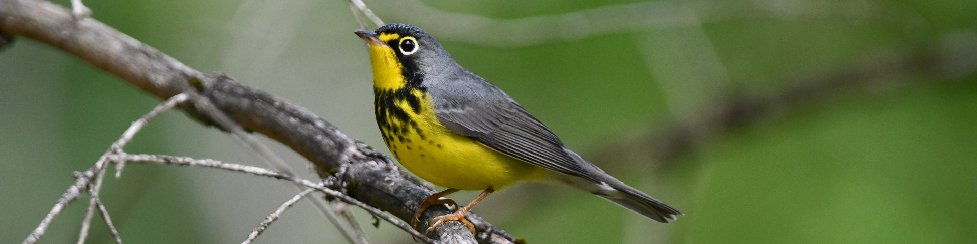 Une paruline du Canada noire et jaune assise sur une branche d'arbre. 