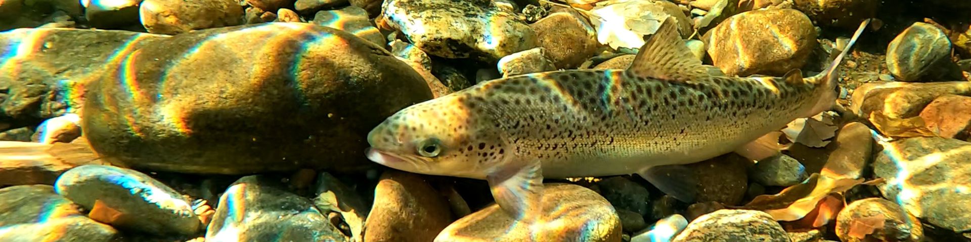 Restoring Atlantic salmon in the Clyburn River