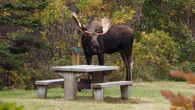A picnic table in the day recreation area, surmounted by a large moose statue.