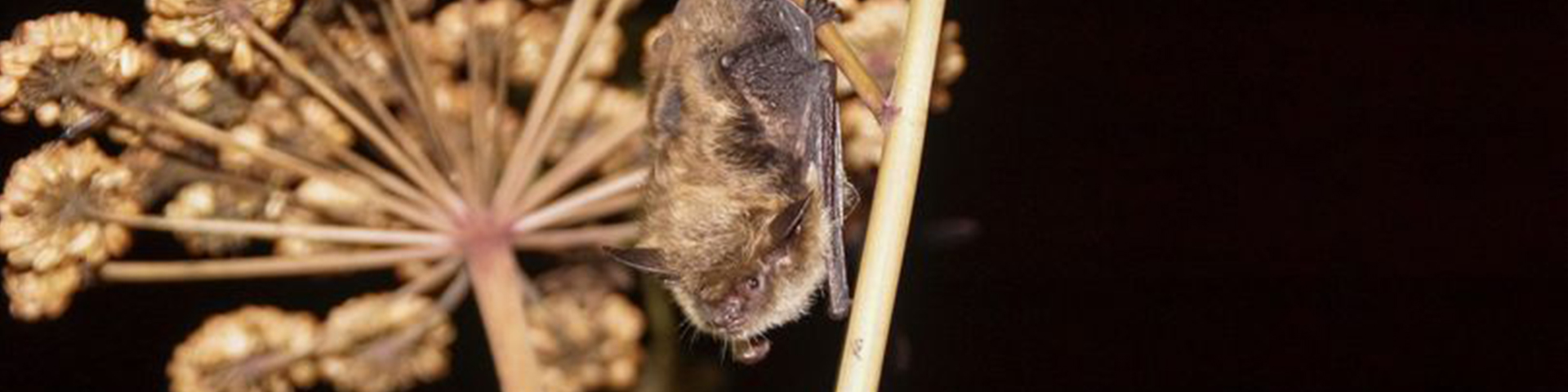 Une chauve-souris se reposant sur la tige d'une plante pendant la nuit.