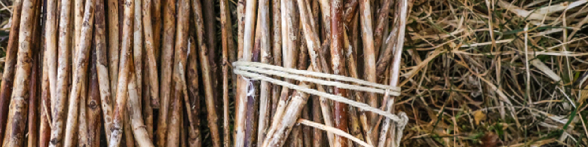 A bundle of sticks tied together with string for basket making.