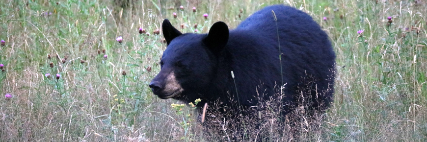 Black bear