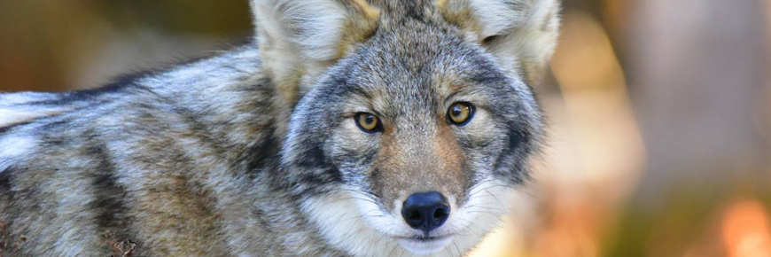 Eastern coyote