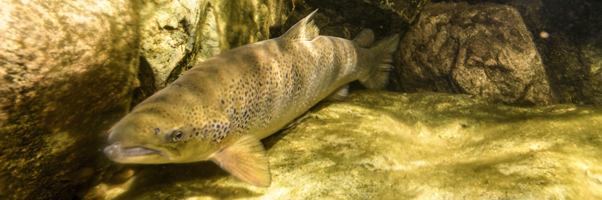 Atlantic salmon - © N. Fearon/Parks Canada