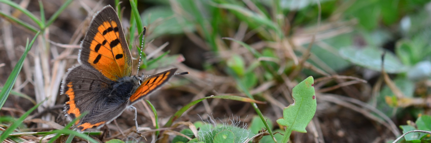 Painted lady butterfly