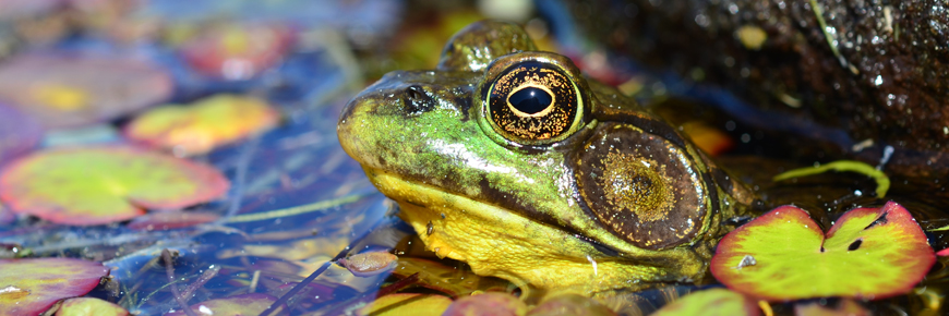 Amphibiens et reptiles