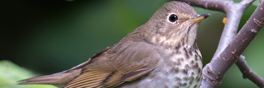 Bicknell's thrush