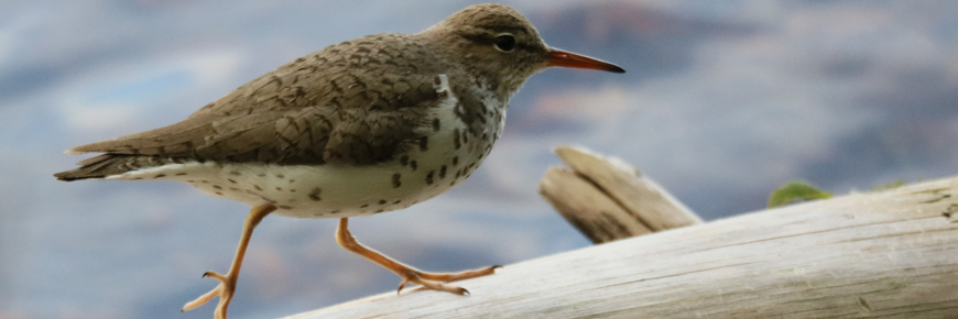 Spotted sandpiper