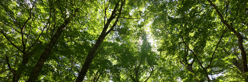 La forêt acadienne