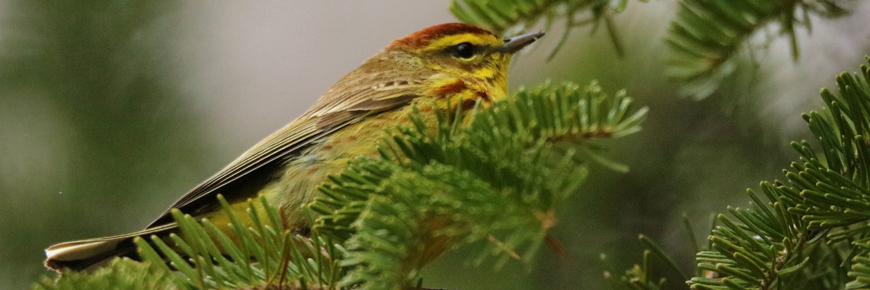 The northern Cape Breton ecosystem