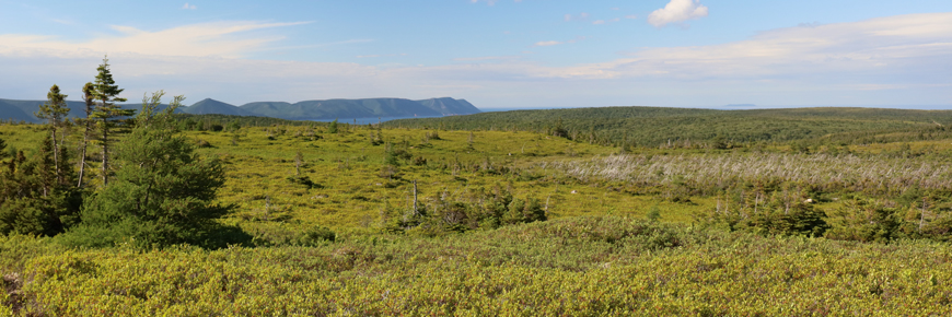 La forêt taïga