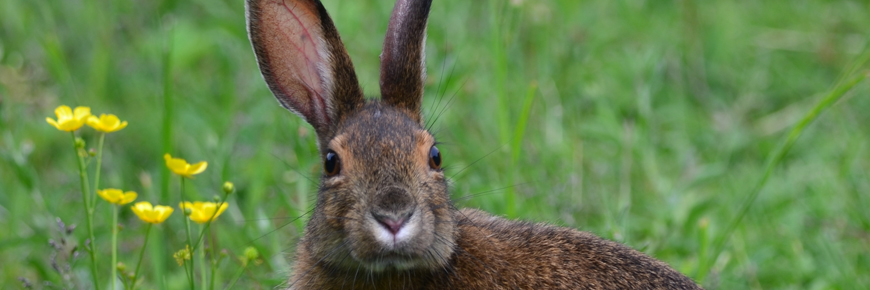 Snowshoe hare