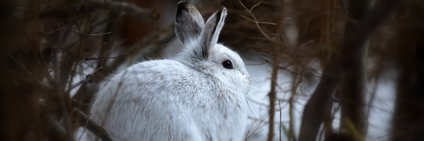 Snowshoe hare